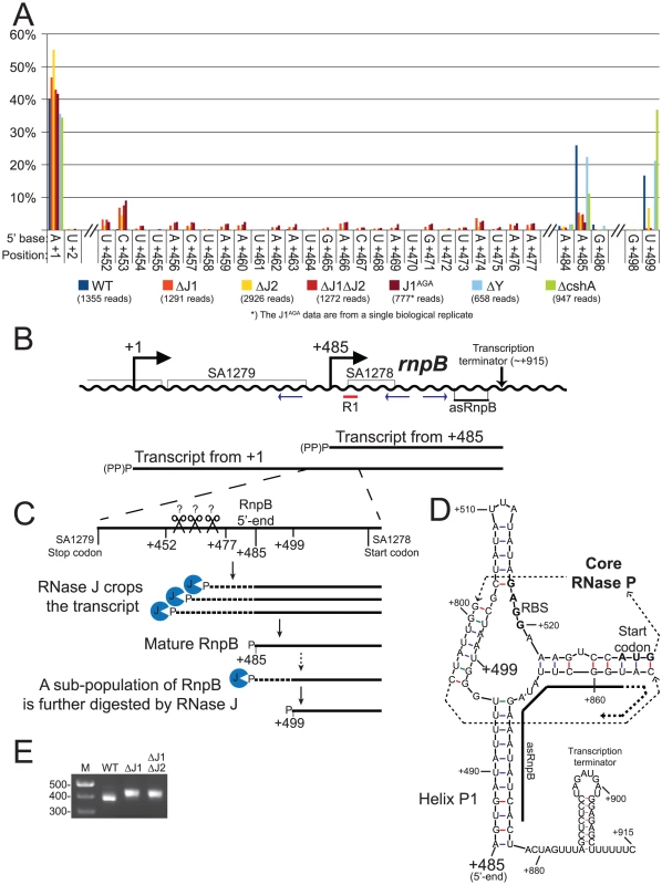 Both maturation and inactivation of RNase P RNA is carried out by RNase J.