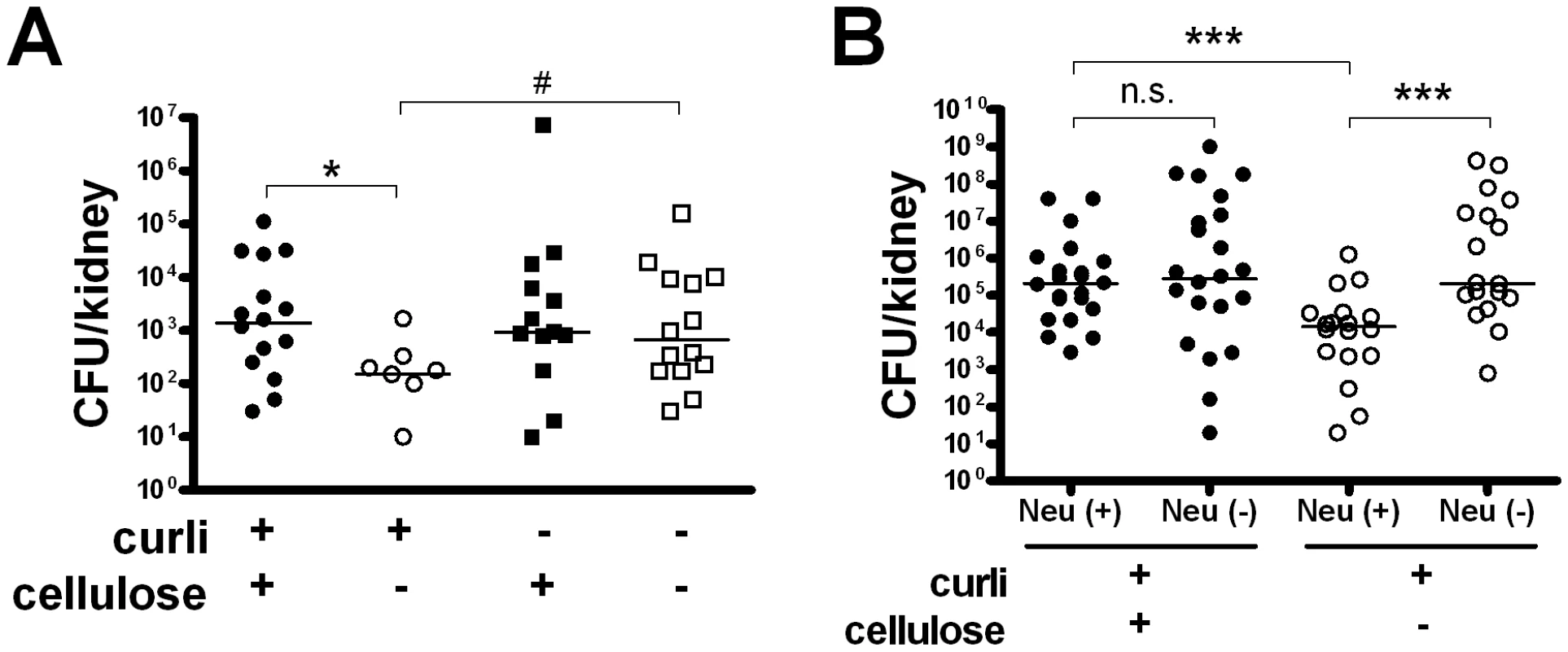 Cellulose delays bacterial elimination in vivo.