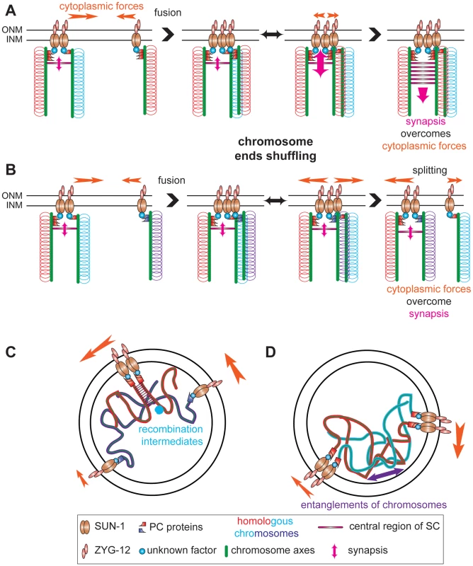 Establishment of synapsis and formation of high speed via shuffling of chromosome ends through SUN-1 patches.