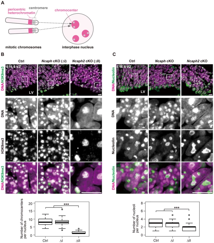 Condensin II prevents hyperclustering of chromocenters in the interphase nucleus in NSCs.