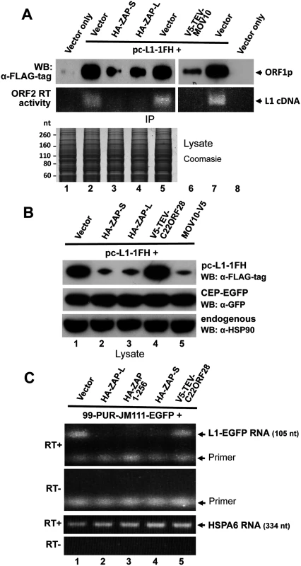 ZAP inhibits exogenous L1 RNP levels in cells.