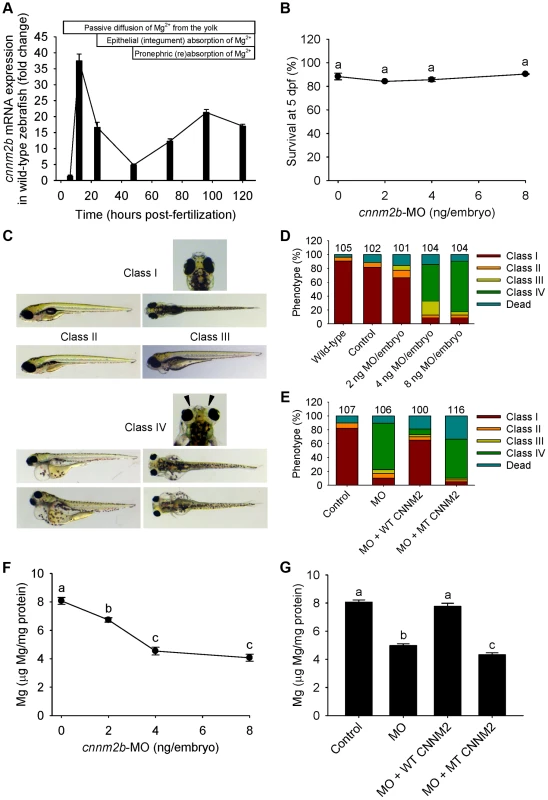 Knockdown of <i>cnnm2b</i> results in Mg wasting and brain malformations in zebrafish larvae (5 dpf).