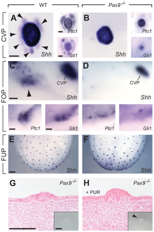 Absence of <i>Pax9</i> causes an endoderm-specific disruption of the Shh pathway in taste papillae.
