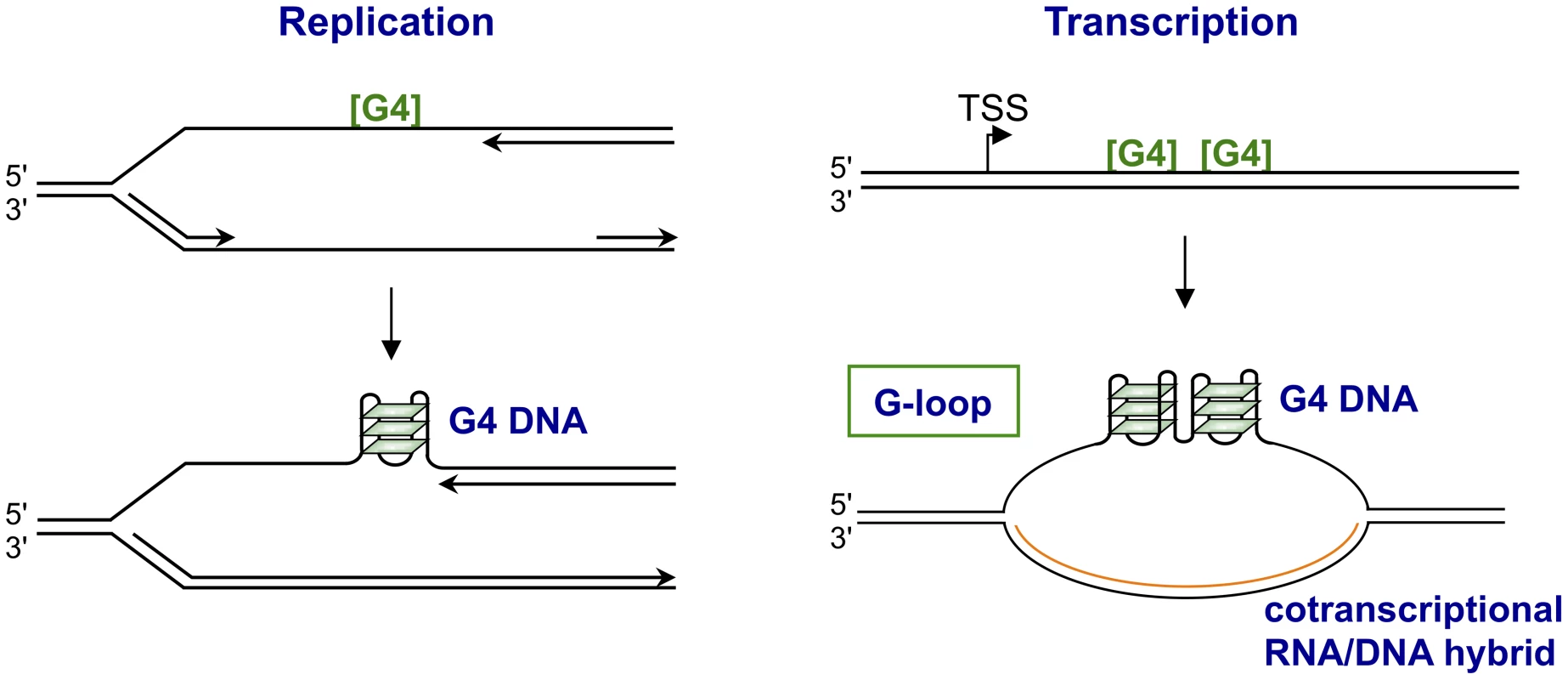 Structures form upon replication or transcription of regions bearing G4 motifs.