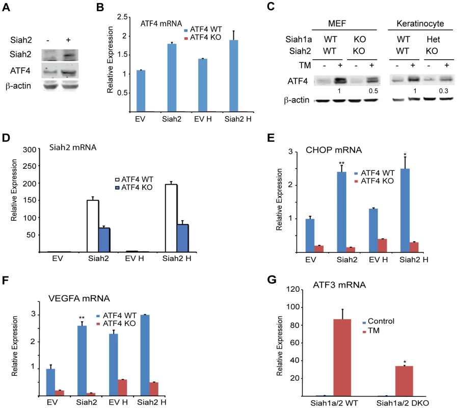 ATF4 transcriptional activities during UPR are Siah1/2-dependent.