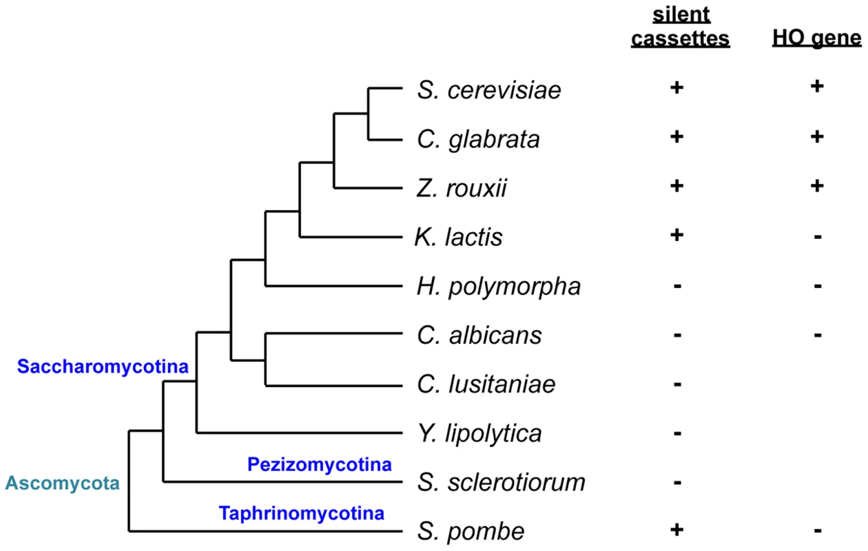 Schematic of phylogenetic relationships among yeast species and conservation of silent mating type cassettes and the <i>HO</i> gene.