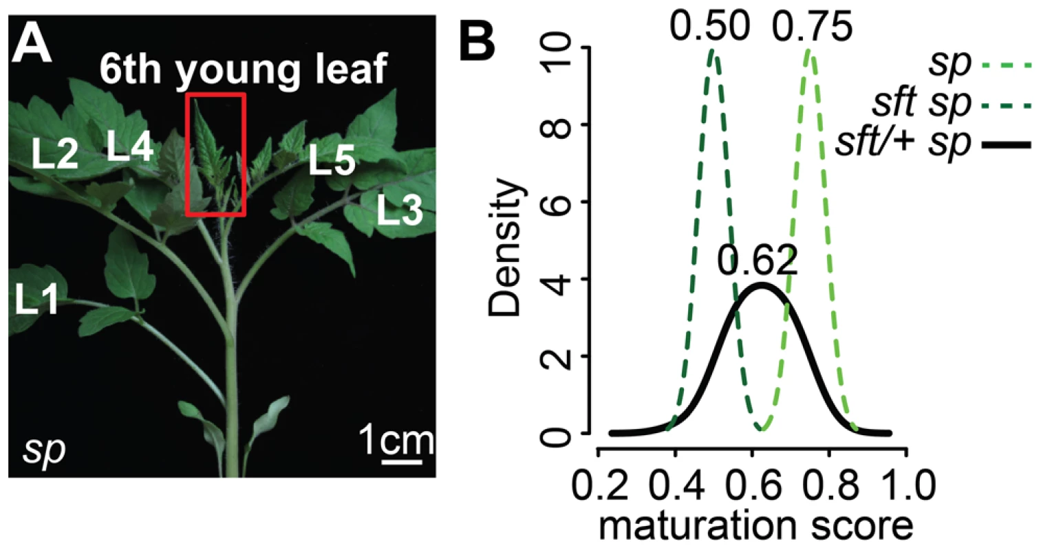 Transcriptome profiling reveals an early semi-dominant delay on seedling development from <i>sft/</i>+ heterozygosity.