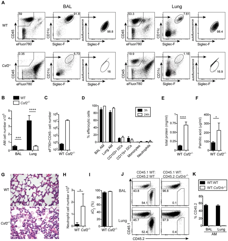 Cell-intrinsic requirement of GM-CSF for the development of alveolar macrophages.