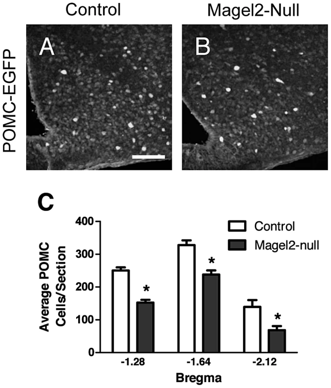 <i>Magel2</i>-null mice have fewer ARC POMC neurons.