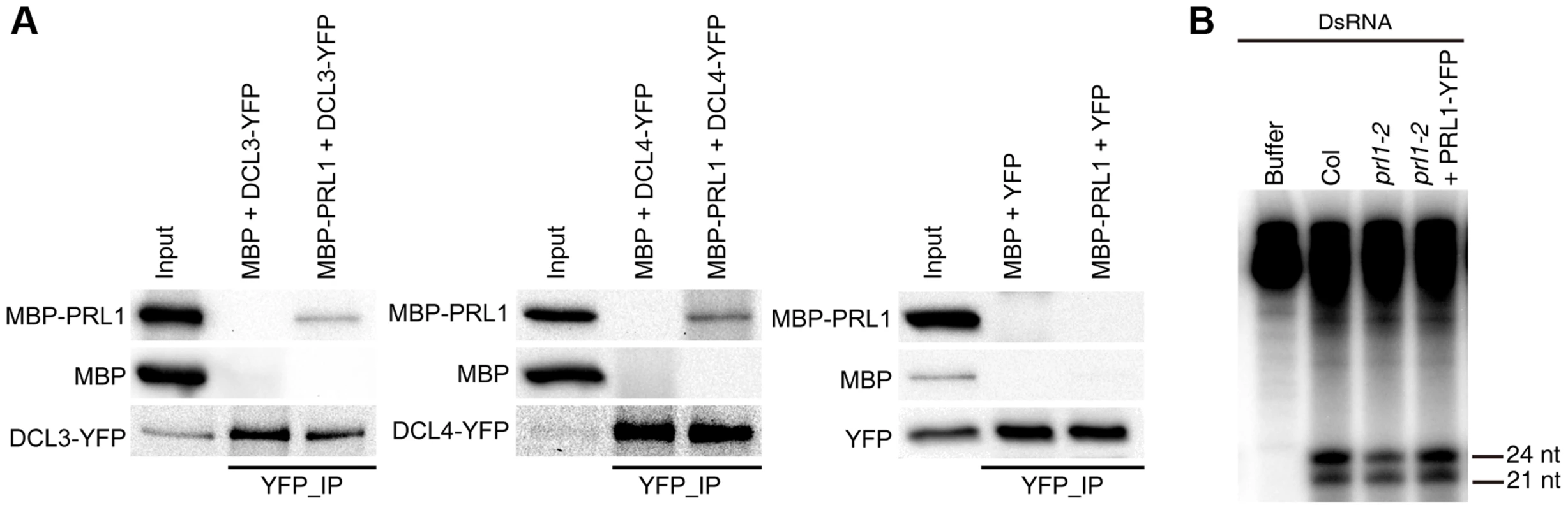 The role of PRL1 in siRNA biogenesis.
