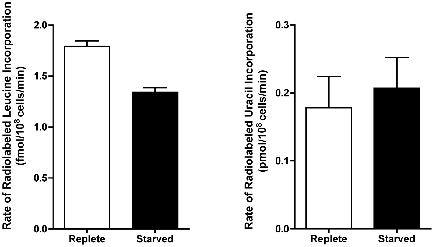 Rate of incorporation of radiolabeled leucine and uracil into purine-starved and purine-replete cells.
