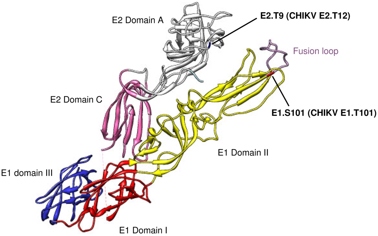 Location of Sindbis virus residues E1.S101 (CHIKV E1.T101) and E2.T9 (CHIKV E2.T12) in the E1/E2 heterodimer.