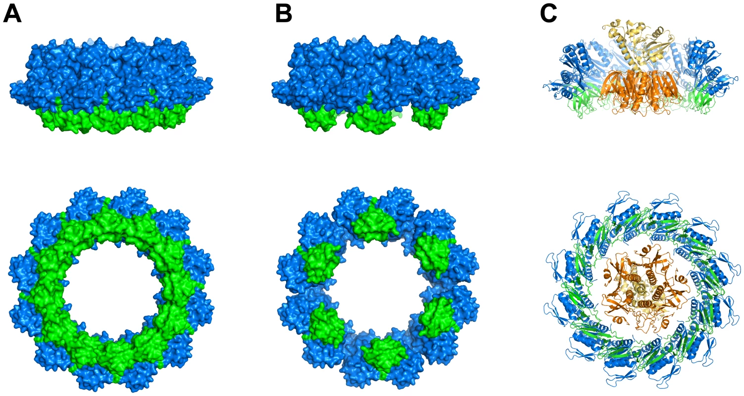Combining structural data of GspD and GspC and the exoprotein cholera toxin.