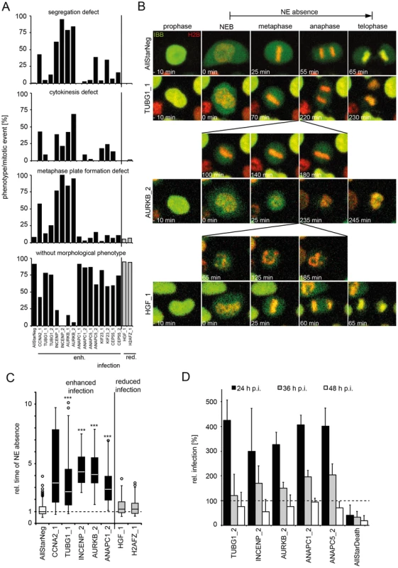 Mitotic regulators that enhance HPV16 infection exhibit prolonged mitoses upon RNAi.