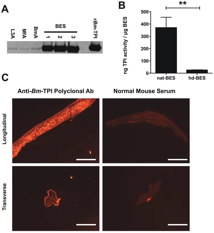 Adult worms preferentially secrete enzymatically active <i>Bm</i>-TPI.