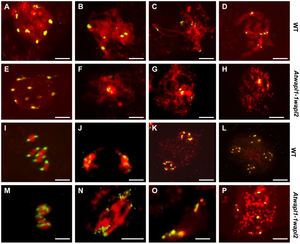 <i>Atwapl1-1wapl2</i> meiocytes exhibit nonspecific association of centromeres.