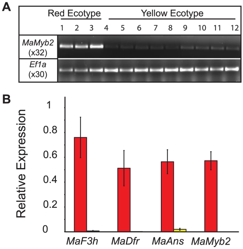 Gene expression is associated with genotype at <i>MaMyb2</i>.