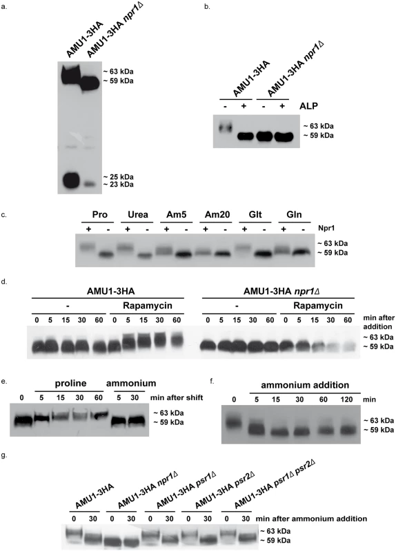Amu1 phosphorylation is controlled by nitrogen supply, the Npr1 kinase and TORC1.