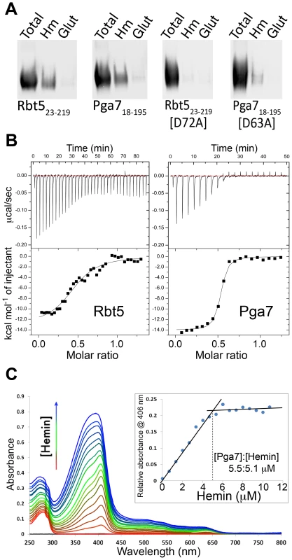 Interaction of Pga7 and Rbt5 with heme.