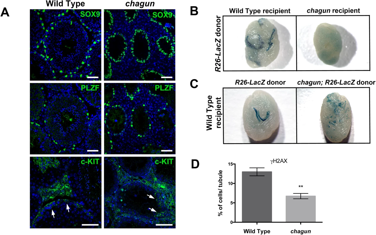 Spermatogonial stem cell (SSCs) transplants reveal Sertoli cell and germ cell defects in <i>Poc1a</i><sup>cha/cha</sup> mice.