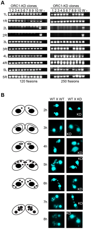 Micronuclear genome instability in ORC1 knockdown cells.