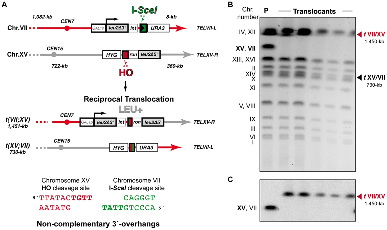 Intron-based assay to detect NHEJ-mediated chromosomal translocations in the absence of sequence complementarity.