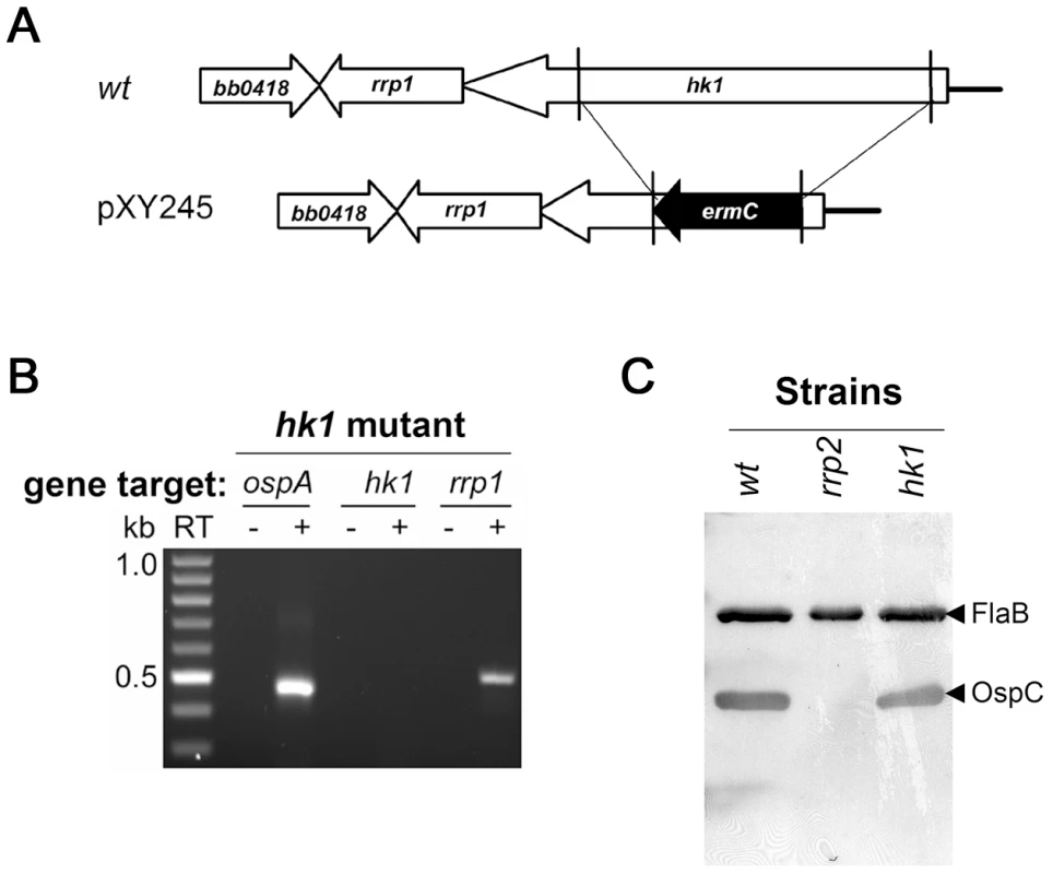 The <i>hk1</i> mutant remains capable of activating the Rrp2-RpoN-RpoS pathway.