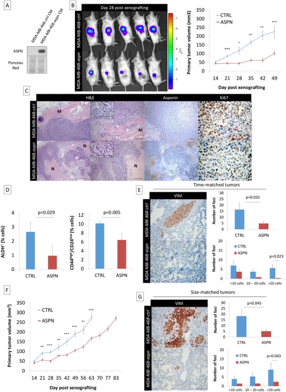 Asporin reduces primary breast cancer tumor growth and lung metastasis formation in vivo.