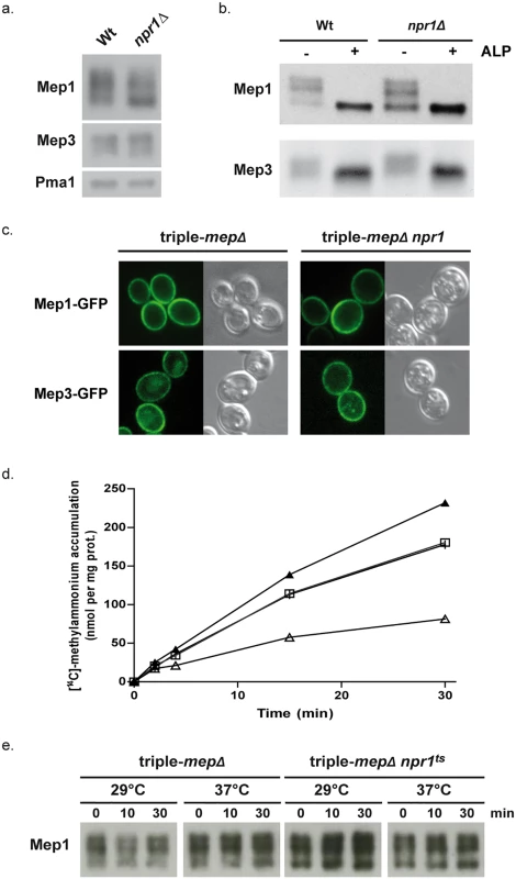 Npr1 is required for Mep1 and Mep3 inherent transport activity.