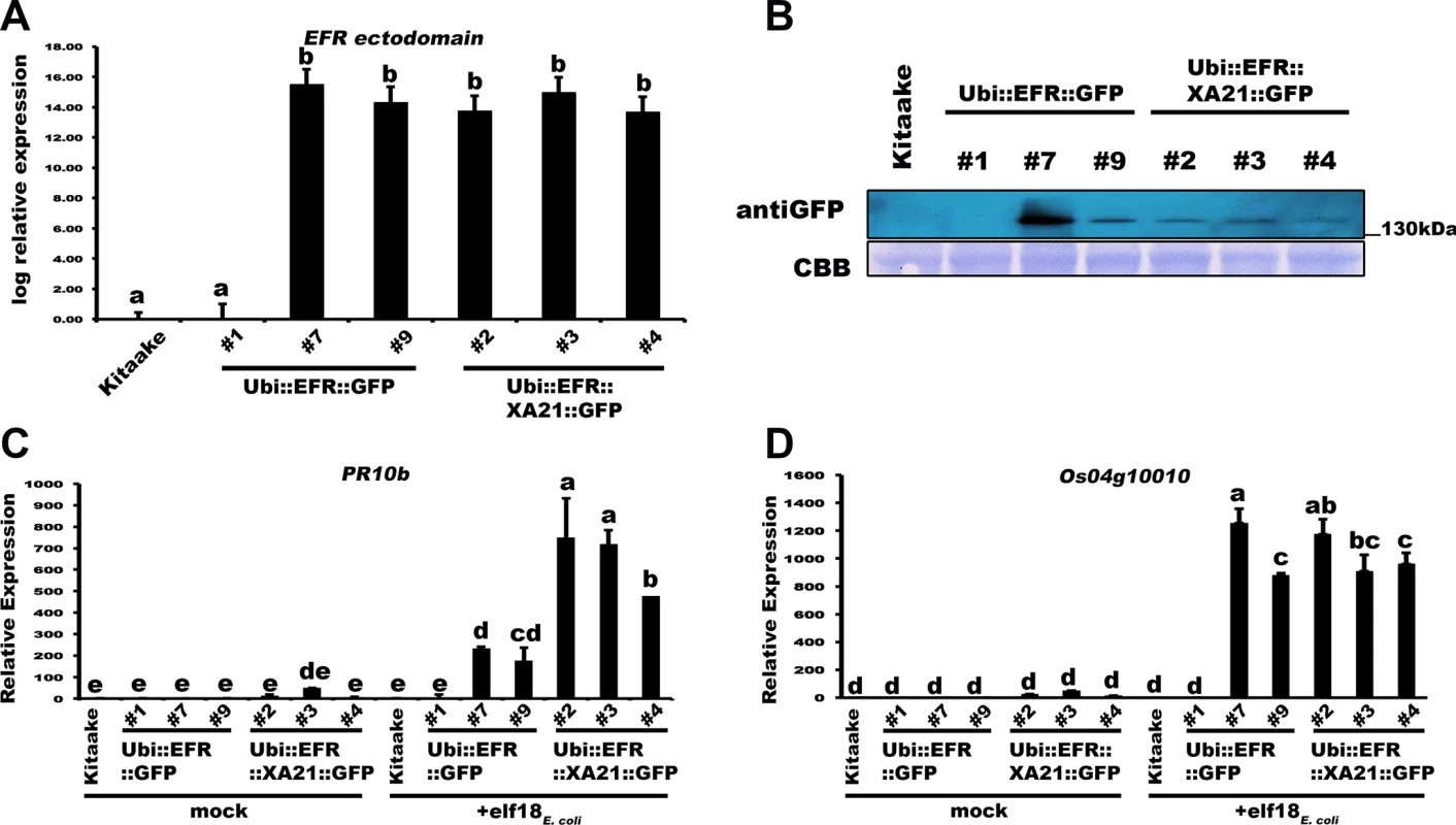 Transgenic expression of EFR and EFR::XA21 in rice leads to elf18<sub><i>E</i>.<i>coli</i></sub> responsiveness.