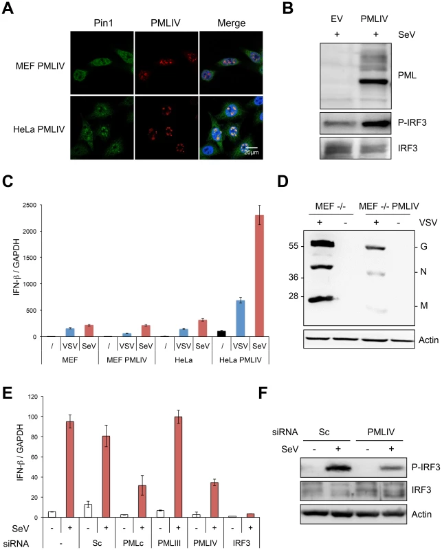 PMLIV is responsible for Pin1 recruitment in PML NBs, enhanced P-IRF3 and IFN-β synthesis upon viral infection.