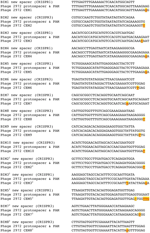 Nucleotide sequences in wild-type and mutant phages that correspond to the newly acquired spacers by the <i>S. thermophilus</i> BIM strains.