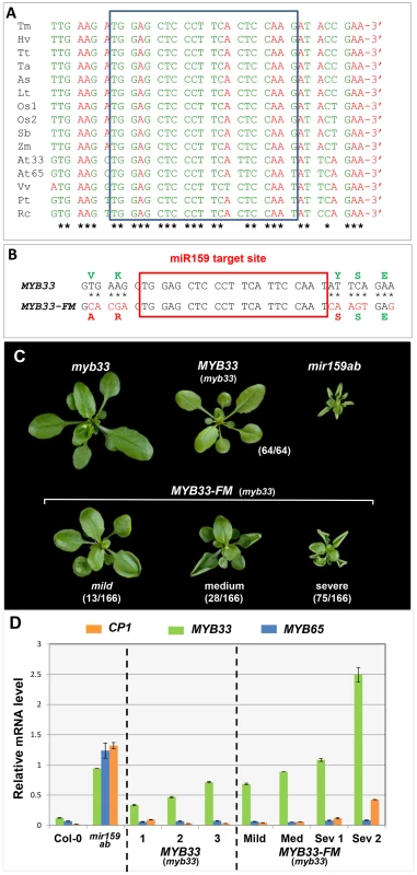 Nucleotides flanking the <i>MYB33</i> miR159 target site are critical for conferring efficient silencing.
