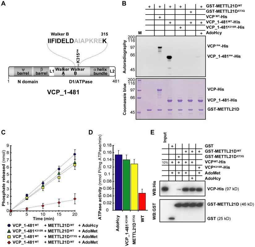 Methylation of VCP decreases the activity of its N-terminal ATPase domain.
