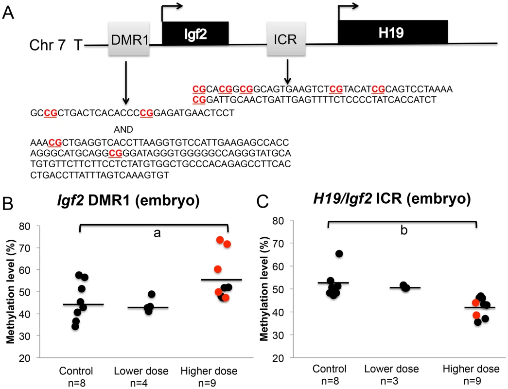 BPA exposure altered DNA methylation at the <i>Igf2</i> DMR1 and <i>H19/Igf2</i> ICR in the embryos.