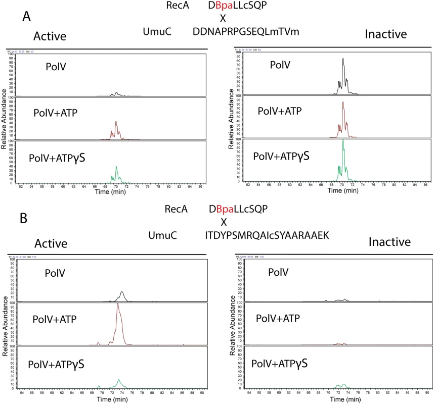 Extracted Ion Chromatograms for the RecA-UmuC cross-linked peptides.