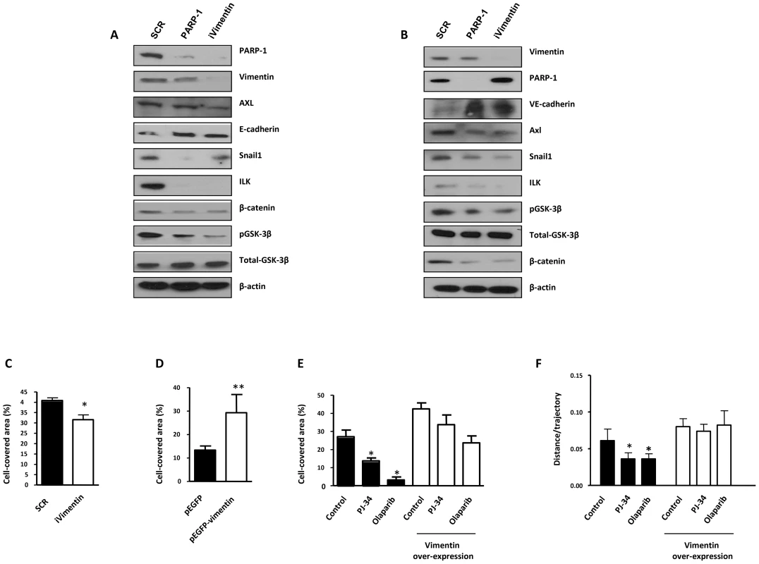 PARP-1 or vimentin is sufficient to reverse EMT and confer increased cell motility.