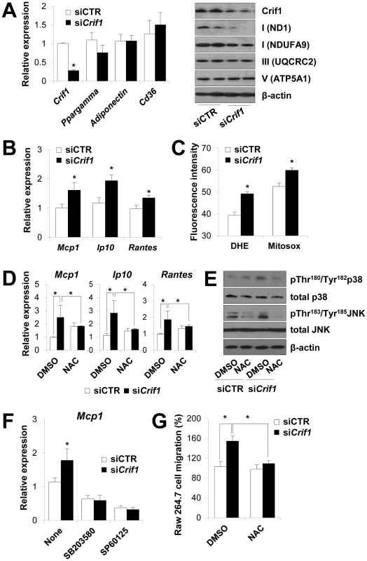 Dysregulation of chemokines and activation of stress kinases in <i>Crif1</i>-deficient 3T3-L1 adipocytes.