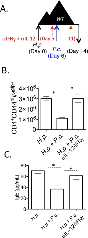 Blockade of IL-12 and IFNγ during co-infection preserves Th2 responses.