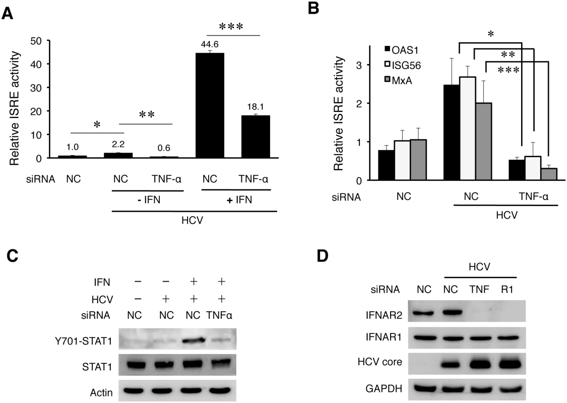TNF-α induced by HCV is required to support IFN signaling.