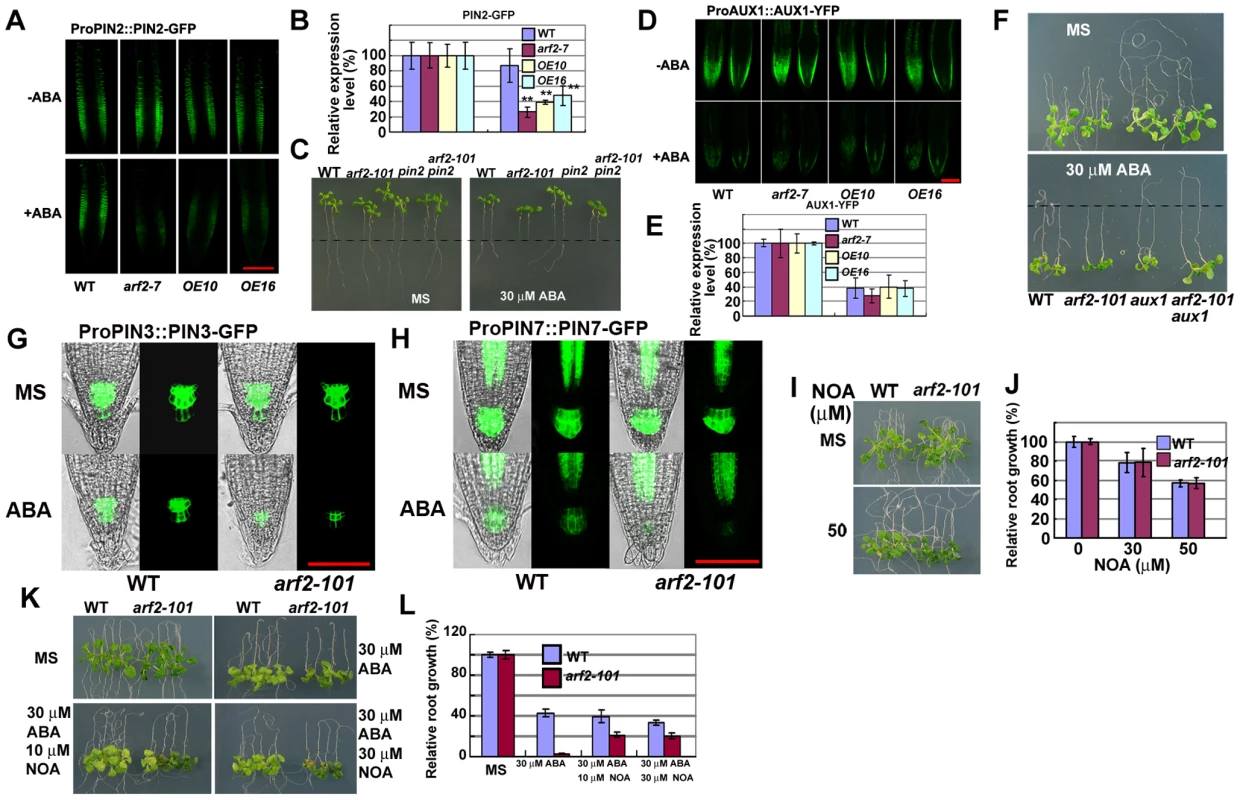 Auxin transport contributes to ABA inhibition of root growth.