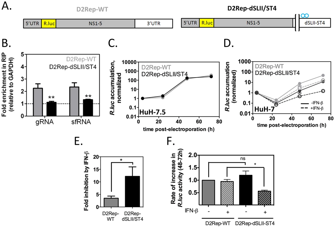 Binding to G3BP1, G3BP2 and CAPRIN1 protects DENV-2 replicons from the antiviral effects of IFN-β.