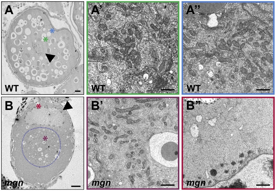 ER and mitochondria are absent from the periphery of stage II <i>mgn</i> mutant oocytes.