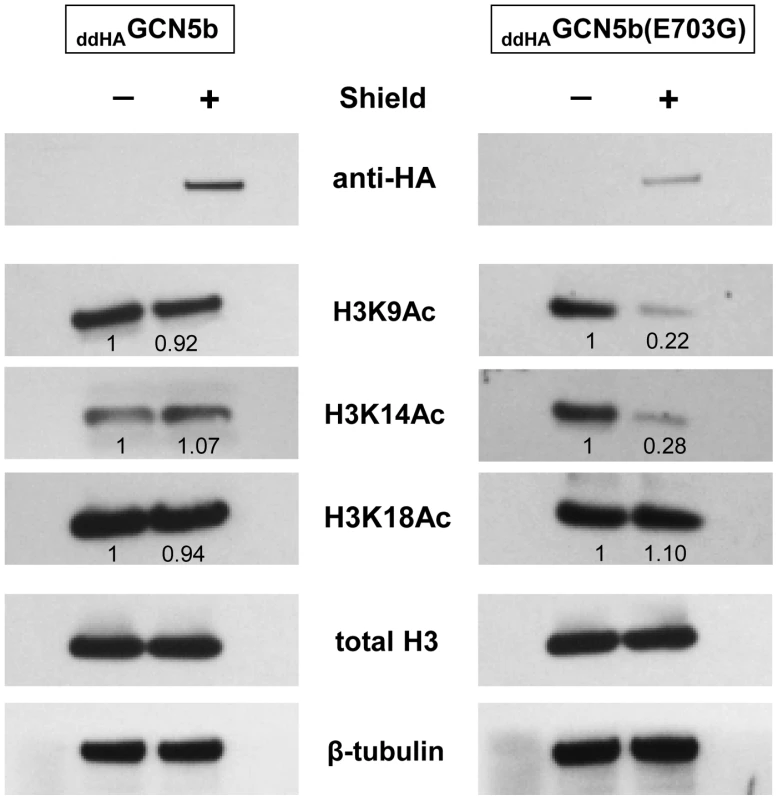 Reduced histone H3 acetylation in <sub>ddHA</sub>GCN5b(E703G) parasites.