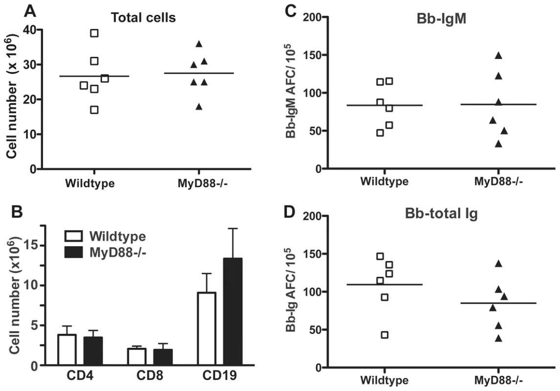 Lymphadenopathy and lymph node B cell activation are independent of MyD88-signaling.
