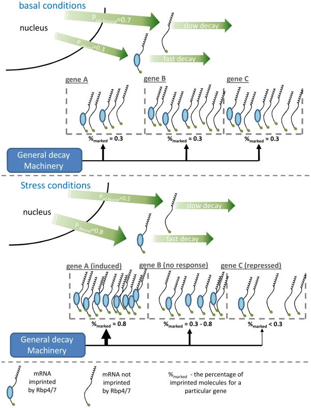 A schematic illustration of the suggested model explaining the genome-wide effect of Rpb4/7.
