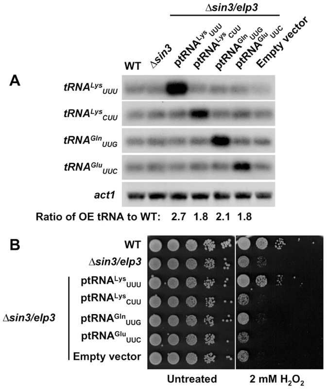 Over-expression of tRNA<sup>Lys</sup><sub>UUU</sub> supresses the growth defects of <i>Δsin3/elp3</i> upon oxidative stress.
