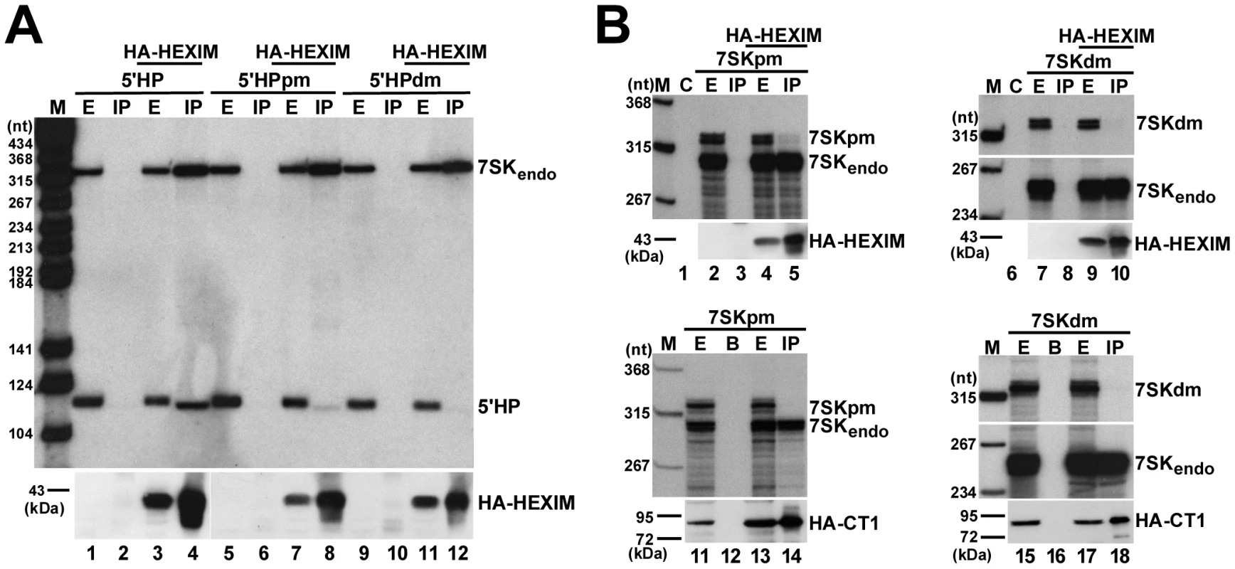 <i>In vivo</i> binding of HEXIM1 to 7SK RNA.