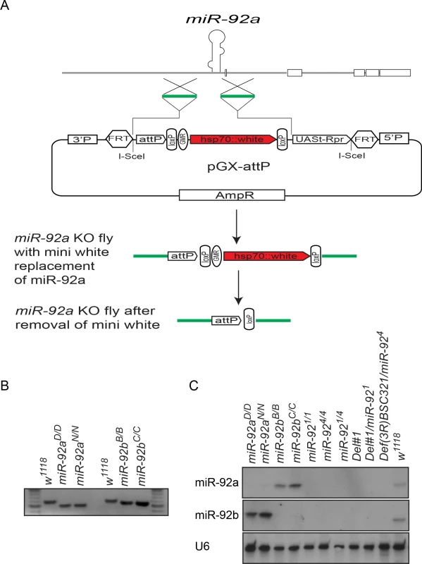 Generation of <i>miR-92a</i><sup><i>–/–</i></sup> and <i>miR-92b</i><sup><i>–/–</i></sup> flies by ends-out gene targeting.