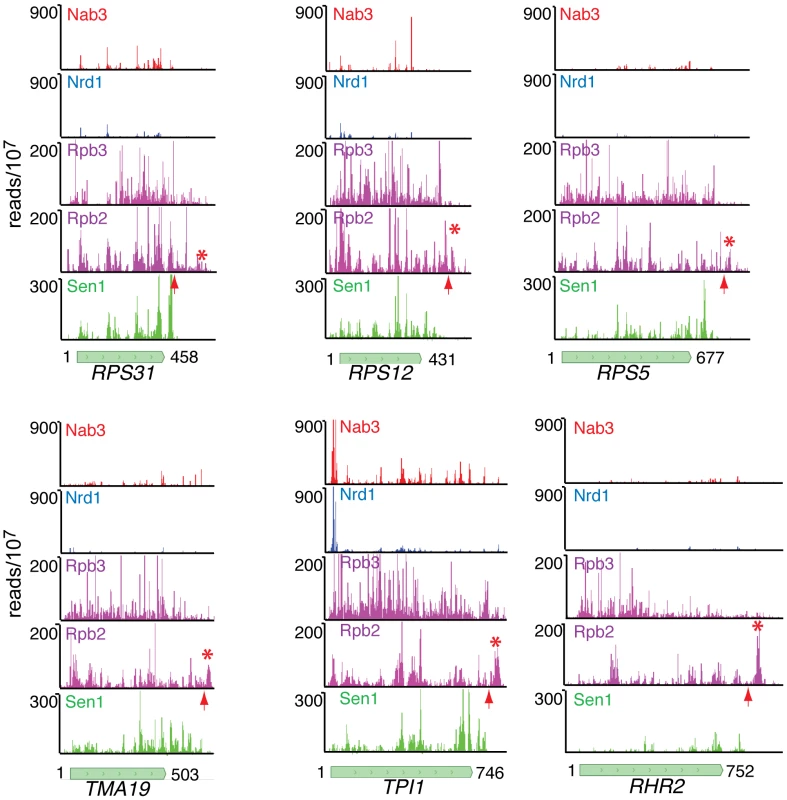 Nab3, Nrd1, Rpb2, Rpb3, and Sen1 reads distributed on a variety of genes.